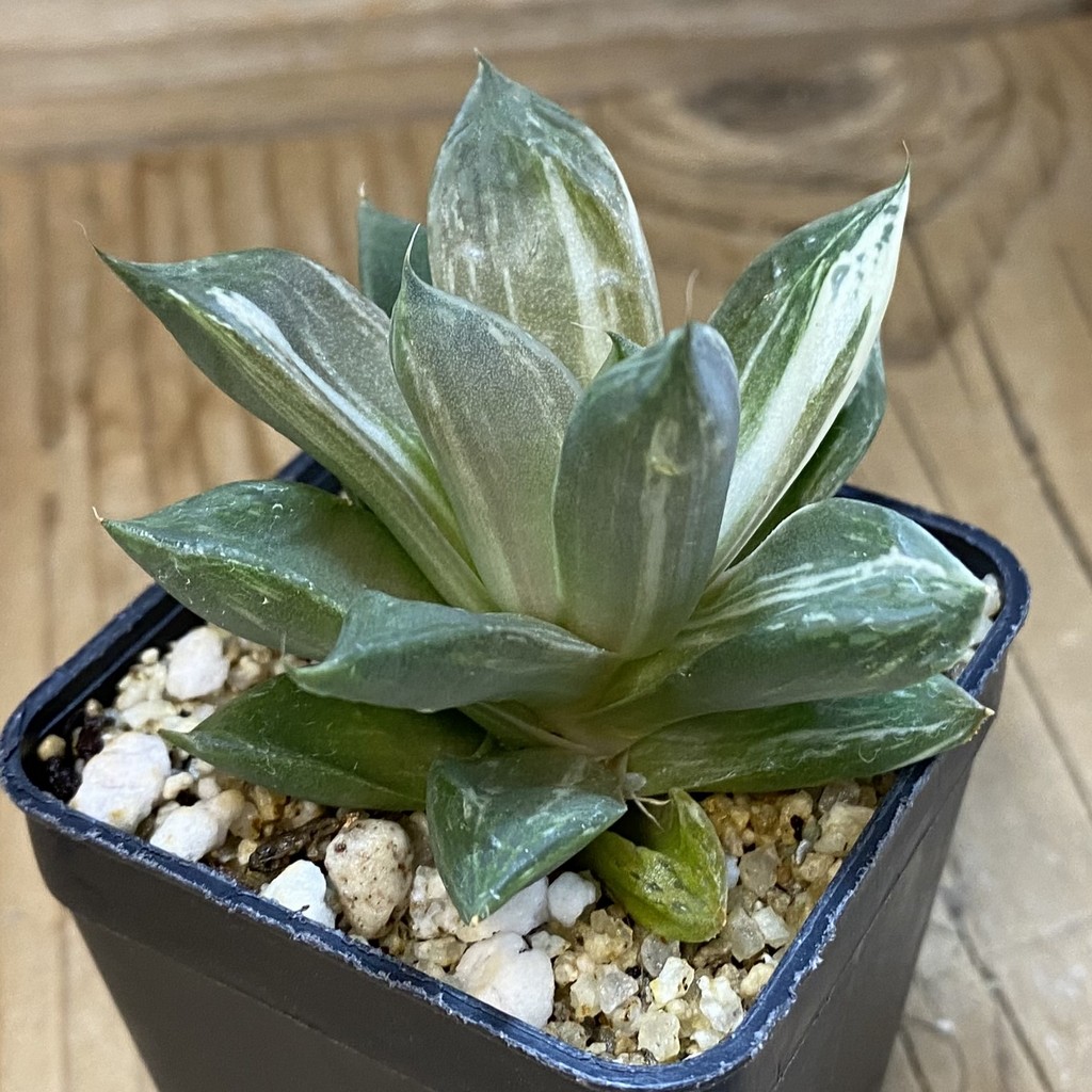 SH37110 Haworthia cuspidata f. variegata - Image 2
