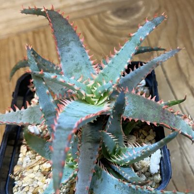 SH37111 Aloe TCT hybrid