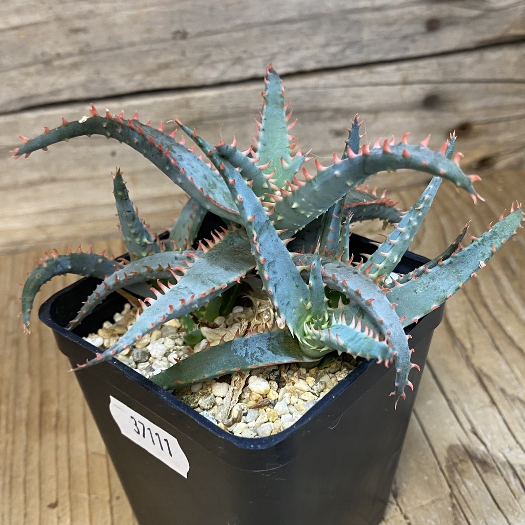 SH37111 Aloe TCT hybrid - Image 2