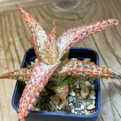 SH37112 Aloe TCT hybrid