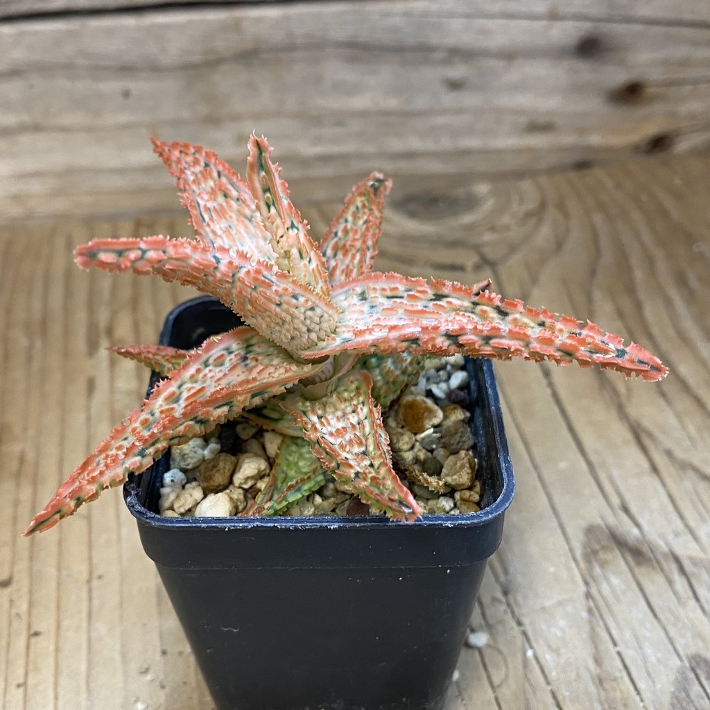 SH37112 Aloe TCT hybrid - Image 2