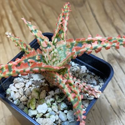 SH37113 Aloe TCT hybrid