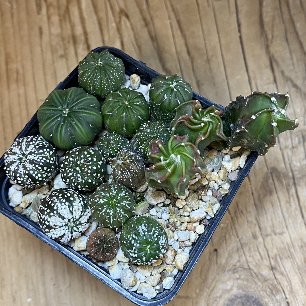 SH37058 Astrophytum mix - Image 2