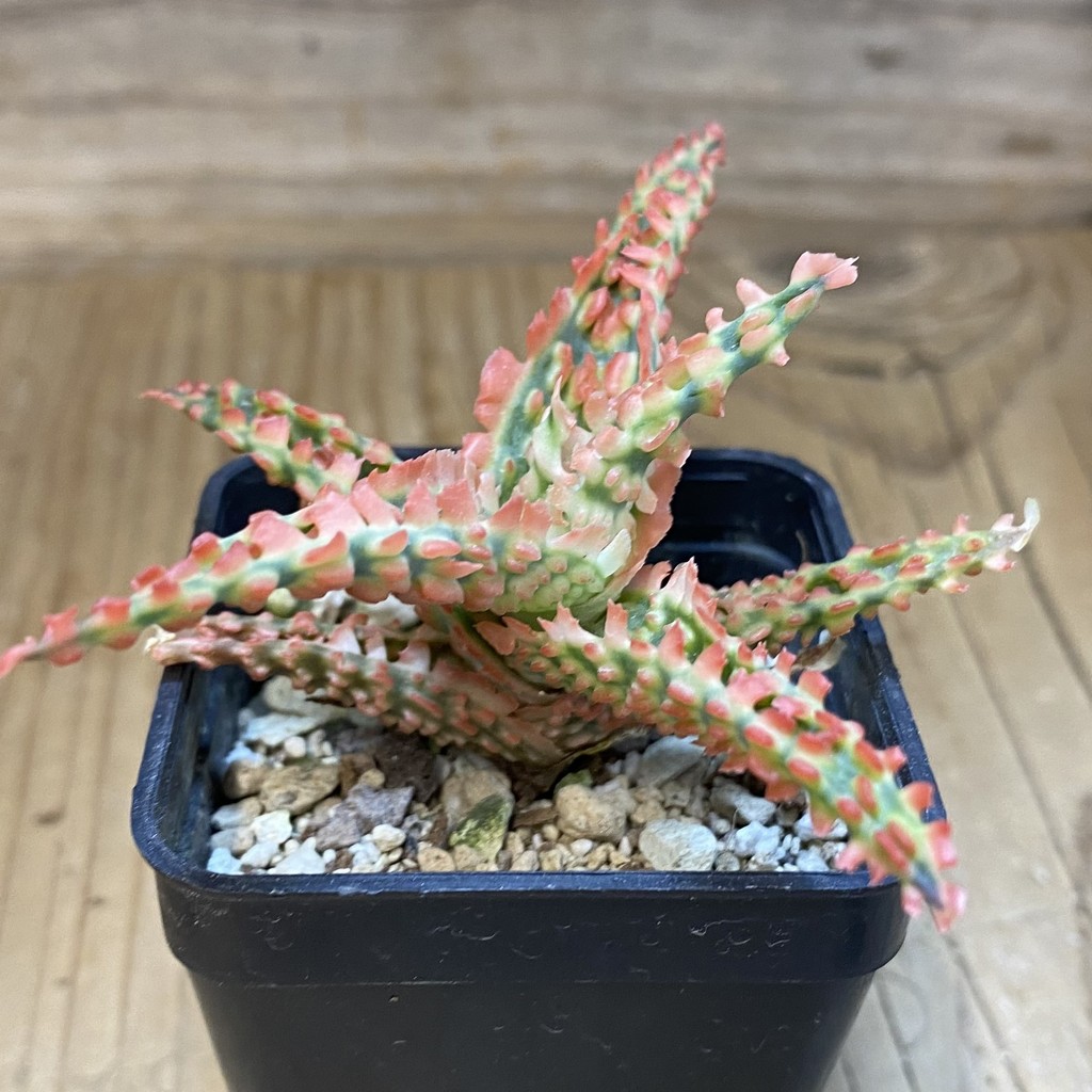 SH37113 Aloe TCT hybrid - Image 2