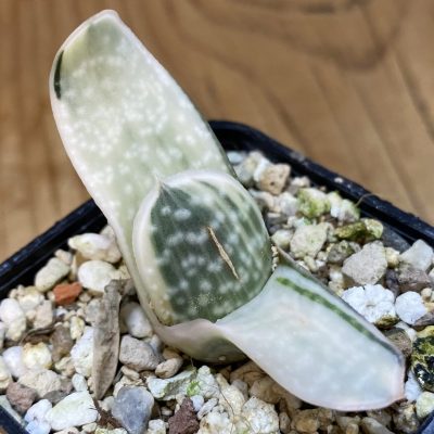 SH37114 Gasteria 'Sakura Fuji'