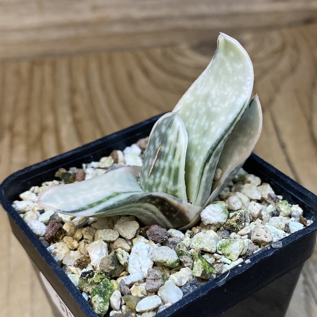 SH37114 Gasteria 'Sakura Fuji' - Image 2