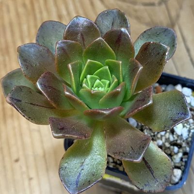 SH37116 Aeonium 'Bronze Medal' hybrid
