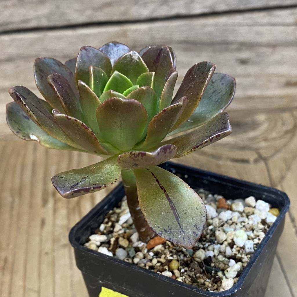 SH37116 Aeonium 'Bronze Medal' hybrid - Image 2