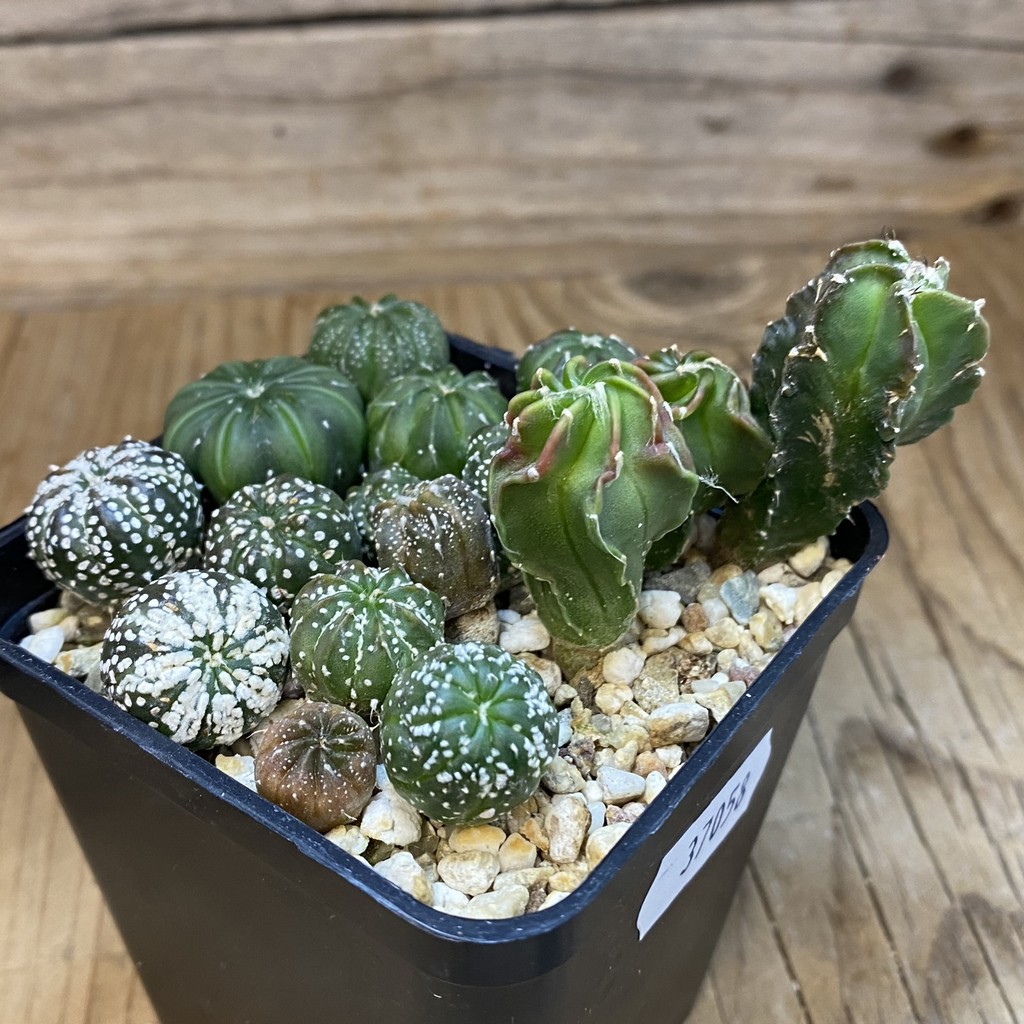SH37058 Astrophytum mix - Image 3