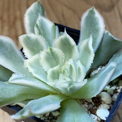SH37117 Echeveria ‘Purple Butterfly’ f. variegata