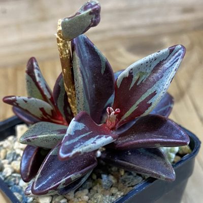 SH37118 Lenophyllum guttatum f. variegata