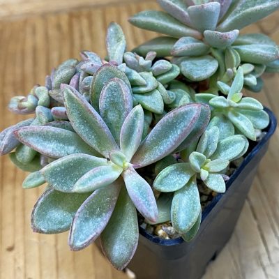 SH37119 Echeveria 'Manaudes'