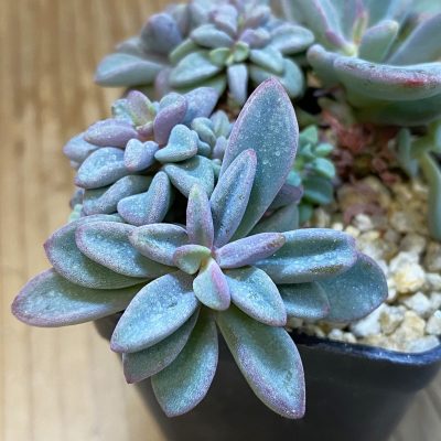 SH37120 Echeveria 'Manaudes'