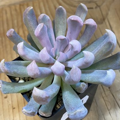 SH37121 Echeveria 'Cupid'