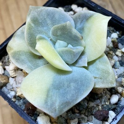 SH37122 Echeveria 'Lovely Rose' f. variegata