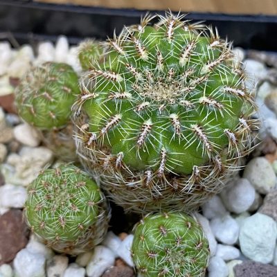 SH37059 Sulcorebutia elizabethae VZ 204