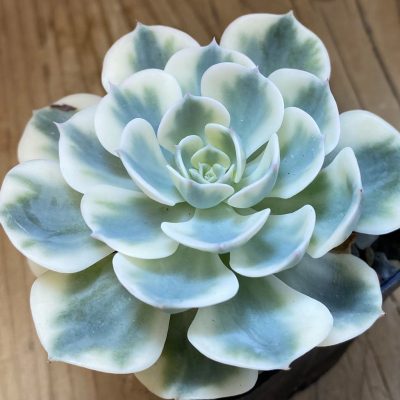 SH37124 Echeveria 'Compton Carousel'