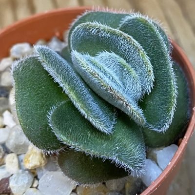 SH37125 Crassula tomentosa