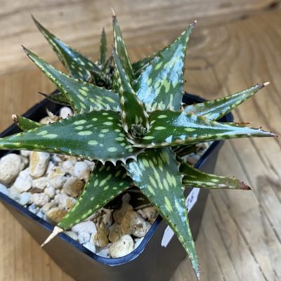 SH37126 Aloe jucunda