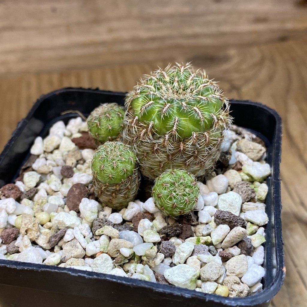SH37059 Sulcorebutia elizabethae VZ 204 - Image 2