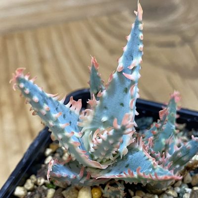 SH37127 Aloe TCT hybrid