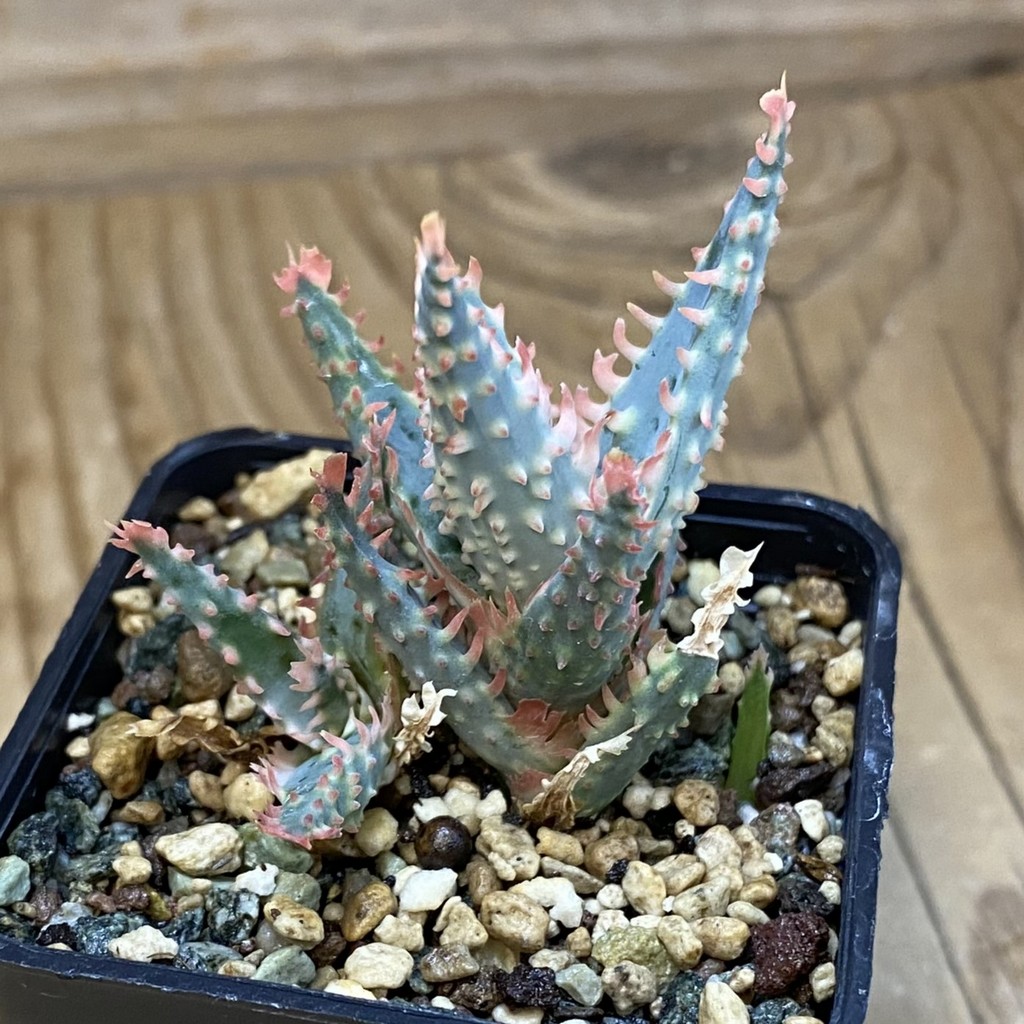 SH37127 Aloe TCT hybrid - Image 2