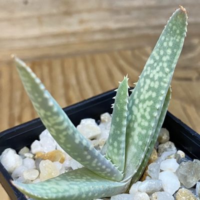 SH37128 Aloe vacillans, seedling