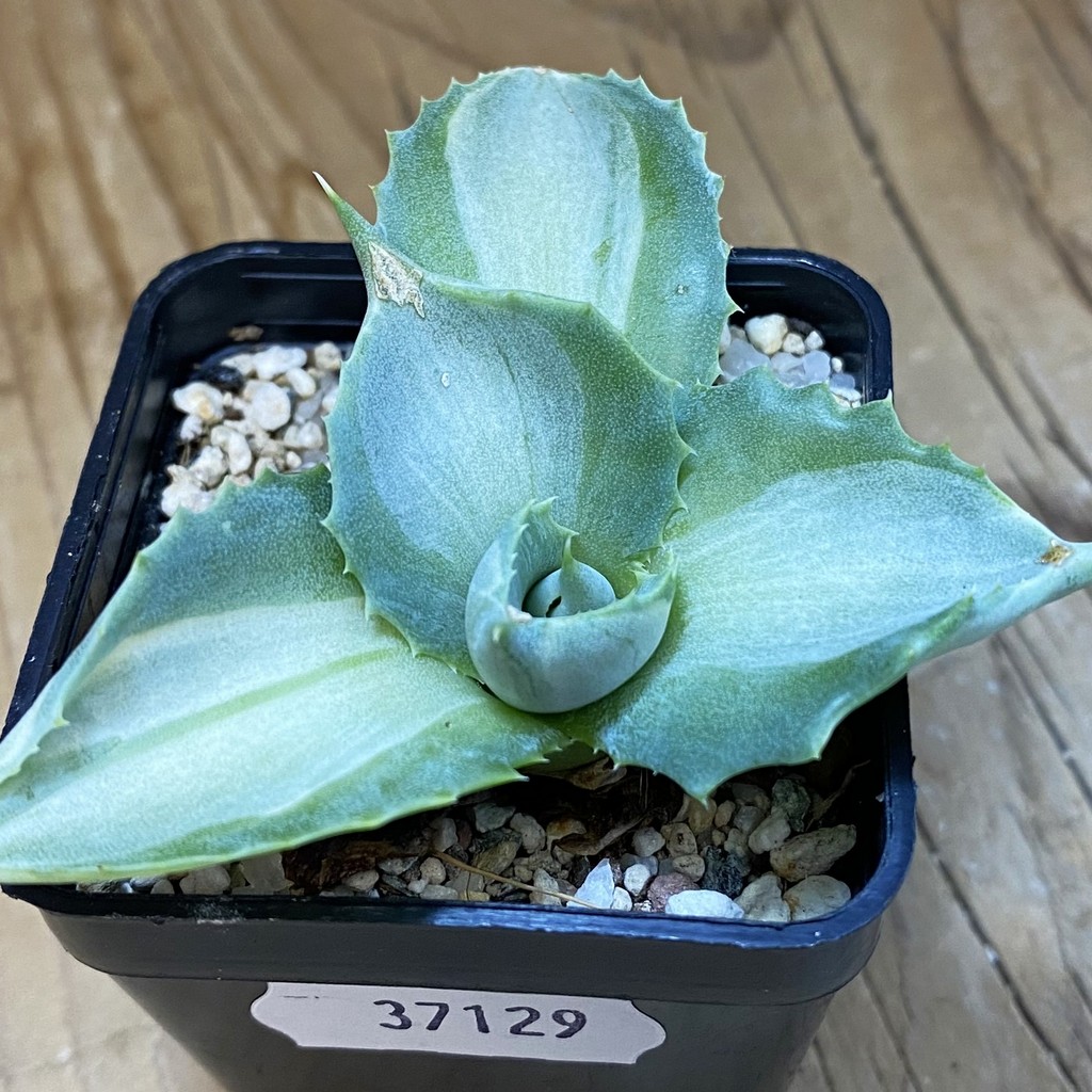 SH37129 Agave isthmensis f. variegata