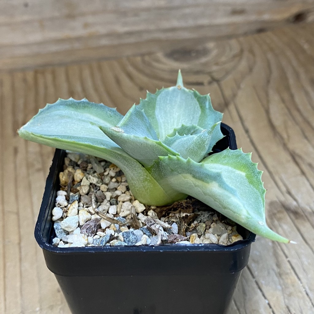 SH37129 Agave isthmensis f. variegata - Image 2