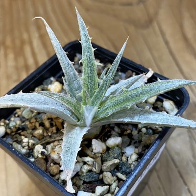 SH37130 Dyckia ‘Silver Surfer’ f. variegata