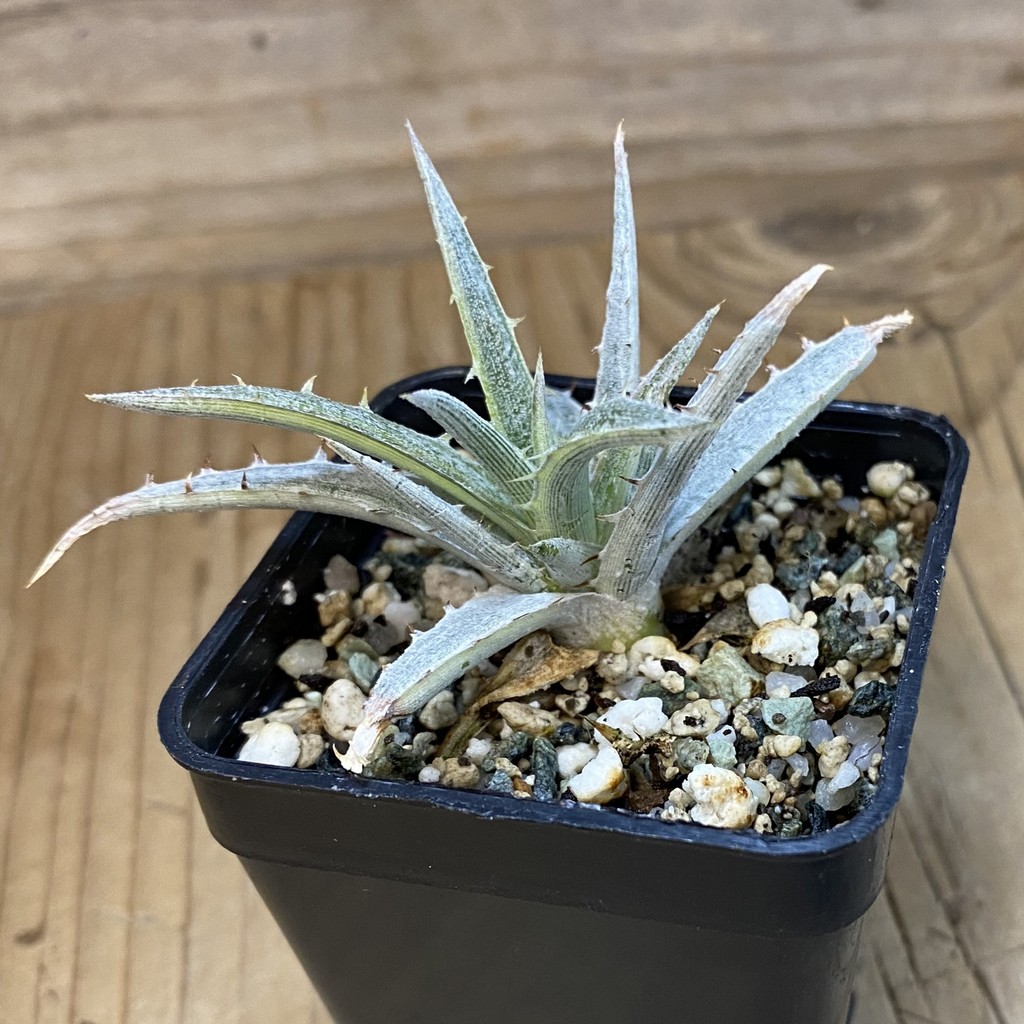 SH37130 Dyckia ‘Silver Surfer’ f. variegata - Image 2