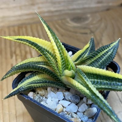 SH37131 Haworthia limifolia f. variegata