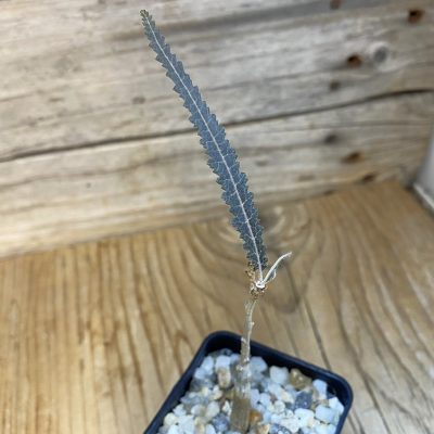 SH37132 Boswellia elongat