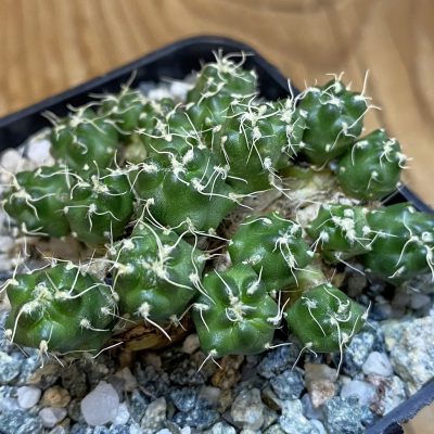 SH37060 Tephrocactus subterraneus v. puceheri