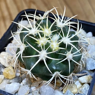 SH37136 Discocactus zehntneri ssp. alagoinhensis, own roots