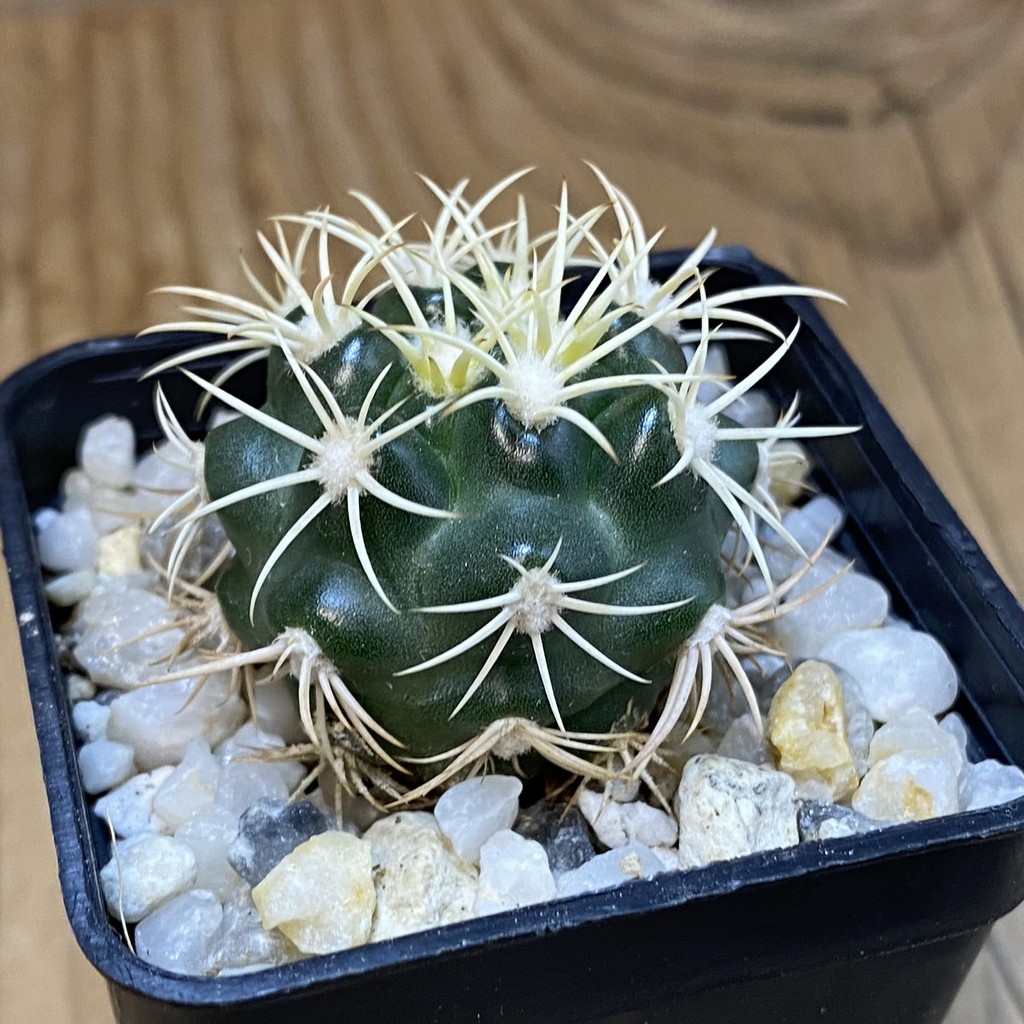 SH37136 Discocactus zehntneri ssp. alagoinhensis, own roots - Image 2