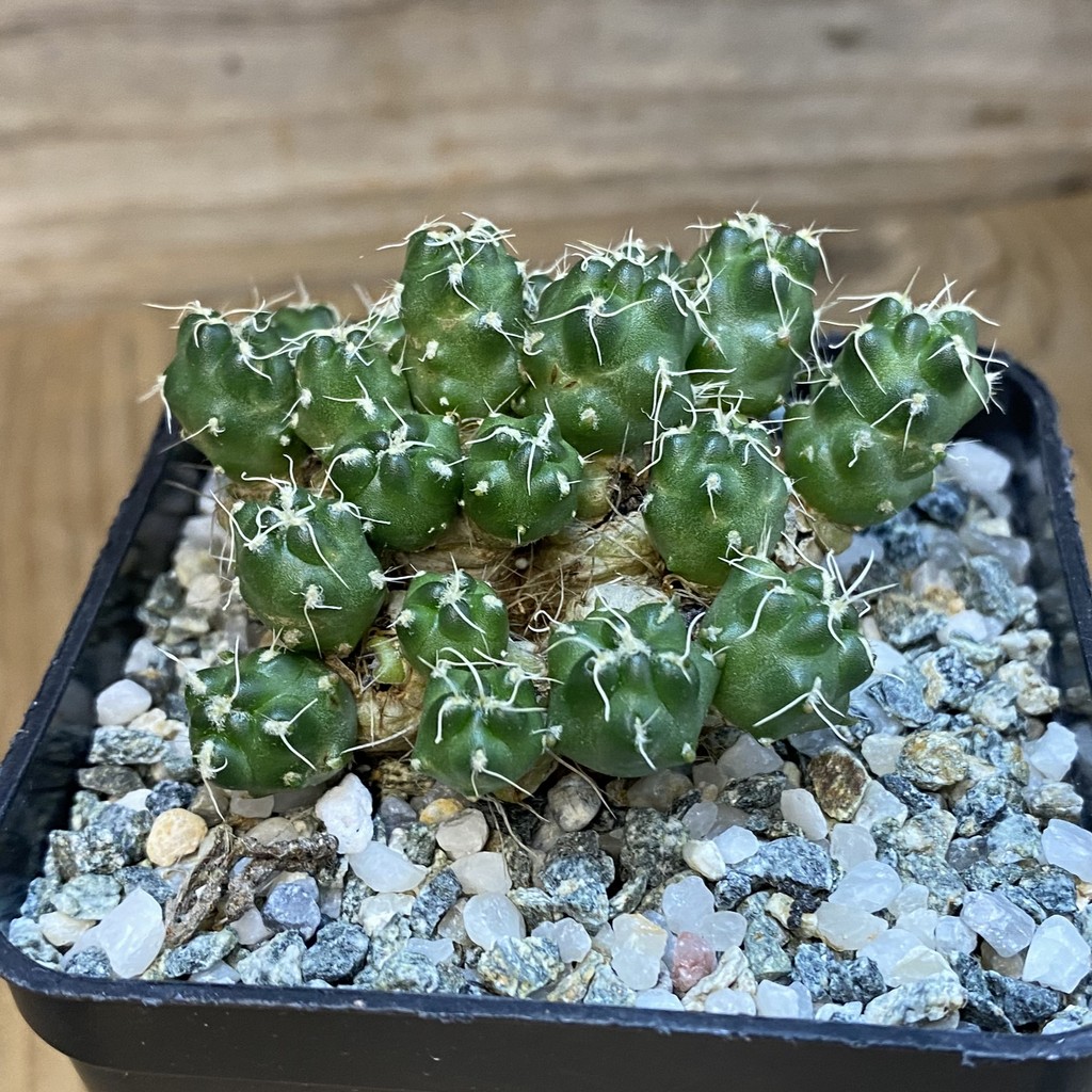 SH37060 Tephrocactus subterraneus v. puceheri - Image 2