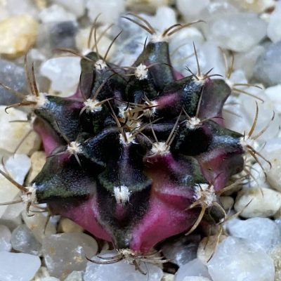 SH37138 Gymnocalycium mihanovichii ‘Bubble Gum’