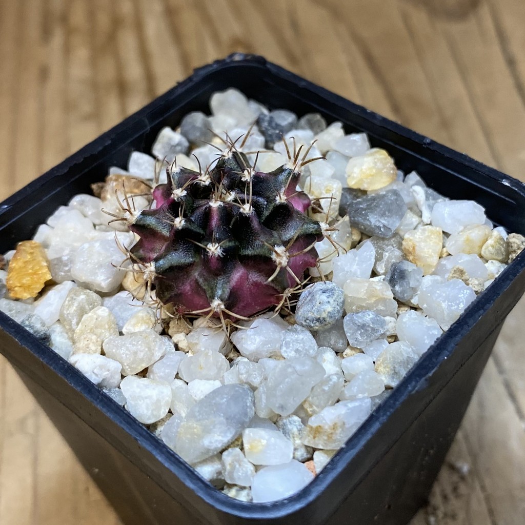 SH37138 Gymnocalycium mihanovichii ‘Bubble Gum’ - Image 2