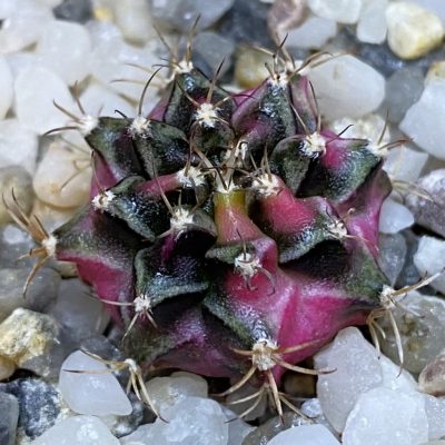 SH37139 Gymnocalycium mihanovichii ‘Bubble Gum’