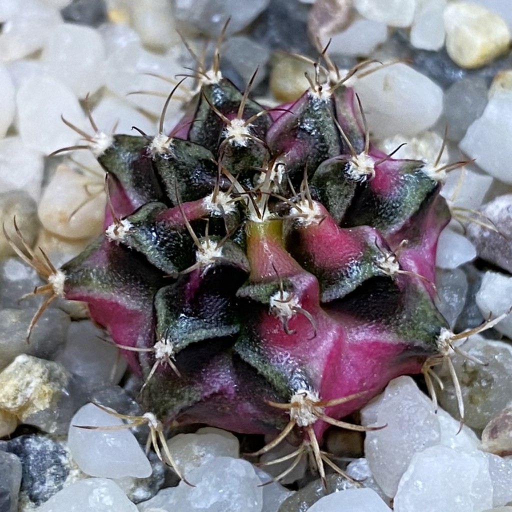 SH37139 Gymnocalycium mihanovichii ‘Bubble Gum’