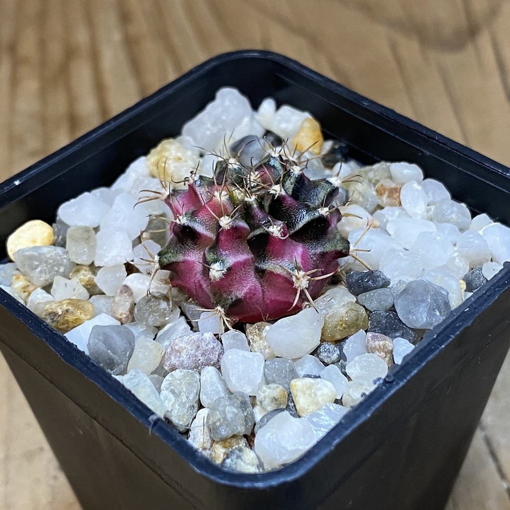 SH37139 Gymnocalycium mihanovichii ‘Bubble Gum’ - Image 2