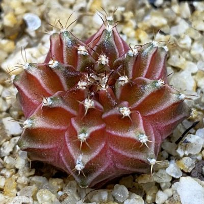 SH37140 Gymnocalycium mihanovichii ‘Neon’