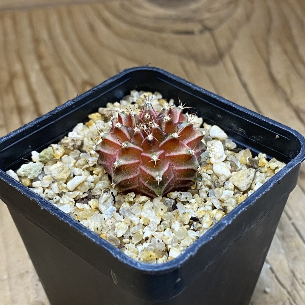 SH37140 Gymnocalycium mihanovichii ‘Neon’ - Image 2