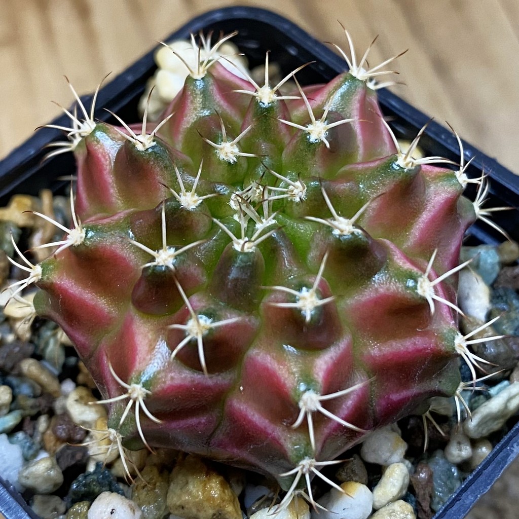 SH37141 Gymnocalycium mihanovichii ‘Neon’