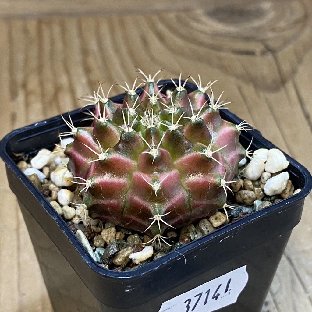SH37141 Gymnocalycium mihanovichii ‘Neon’ - Image 2