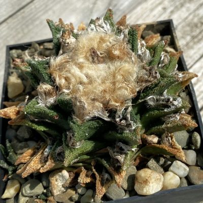 SH37142 Ariocarpus bravoanus -Núñez-, 40 years old, own roots