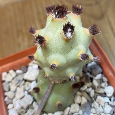 SH37061 Tephrocactus articulatus v. inermis VG 870