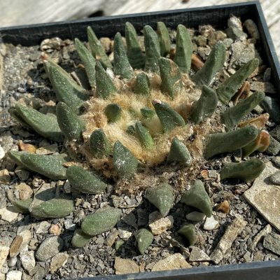 SH37143 Ariocarpus scaphirostris -Rayones, 40 years old, own roots