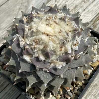 SH37144 Ariocarpus retusus , 40 years old, own roots